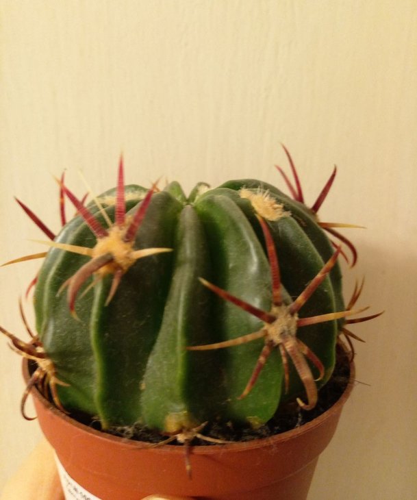 Ferocactus recurvus v. greenwoodii (Syn Ferocactus latispinus)