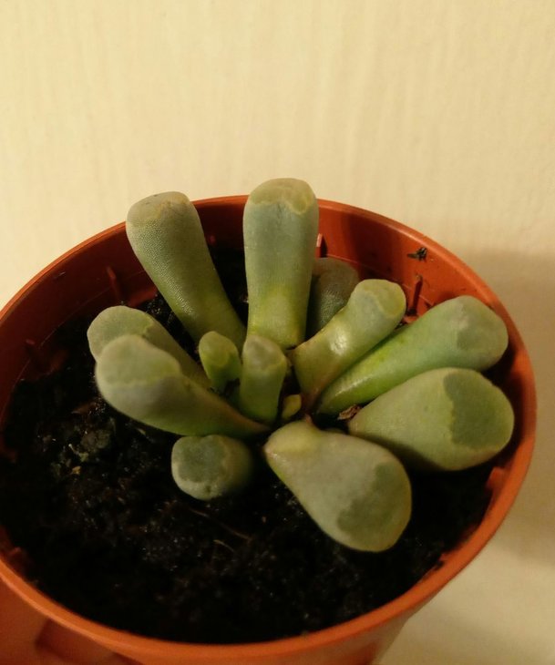 Frithia pulchra