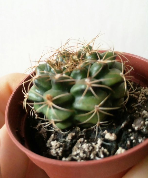 Gymnocalycium damsii var. rotundulum (Syn G. anisitsii ssp. damsii)