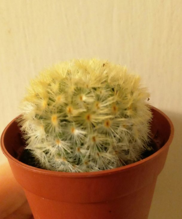 Mammillaria carmenae