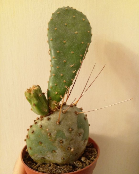 Opuntia gosseliniana