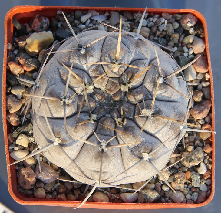 Gymnocalycium borthii nogolense VG684 Ea La Elvira S.L. 638m посев 2011г  куб 8Х8см