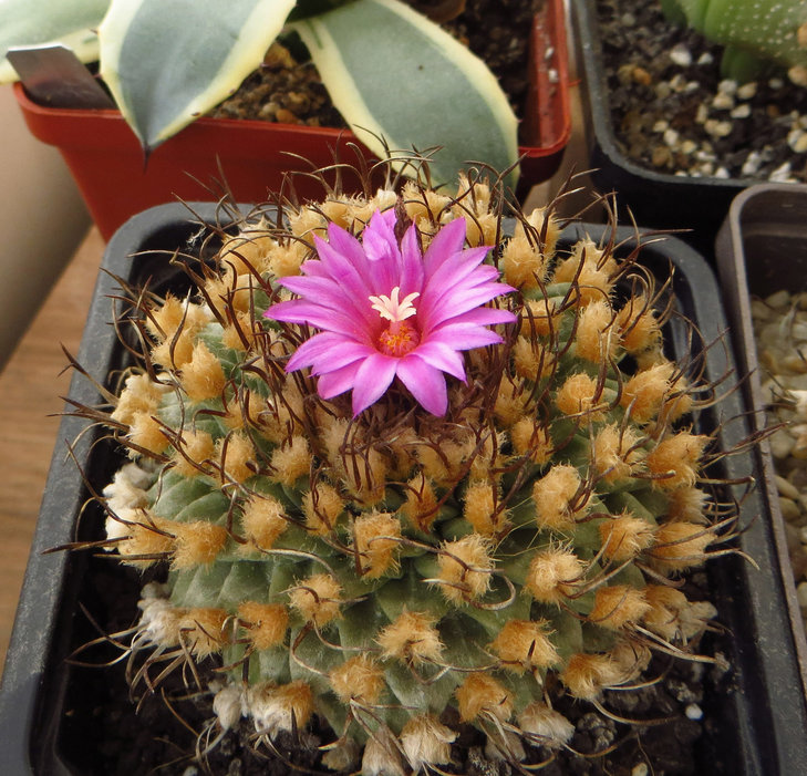turbinicarpus alonsoi