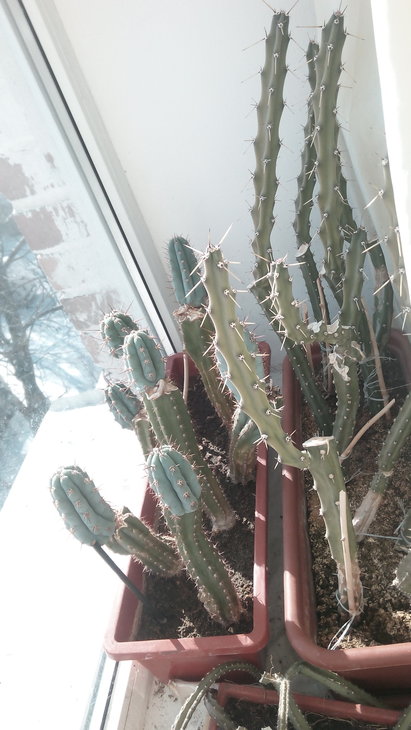 rootstock.jpg