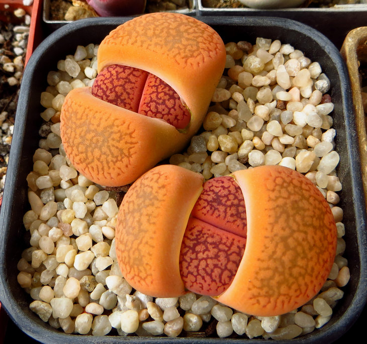 aucampiae v.coelemanii