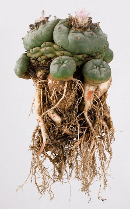 Lophophora-williamsii-Peyotl-640x10242.jpg