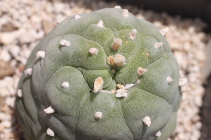 Lophophora fricii