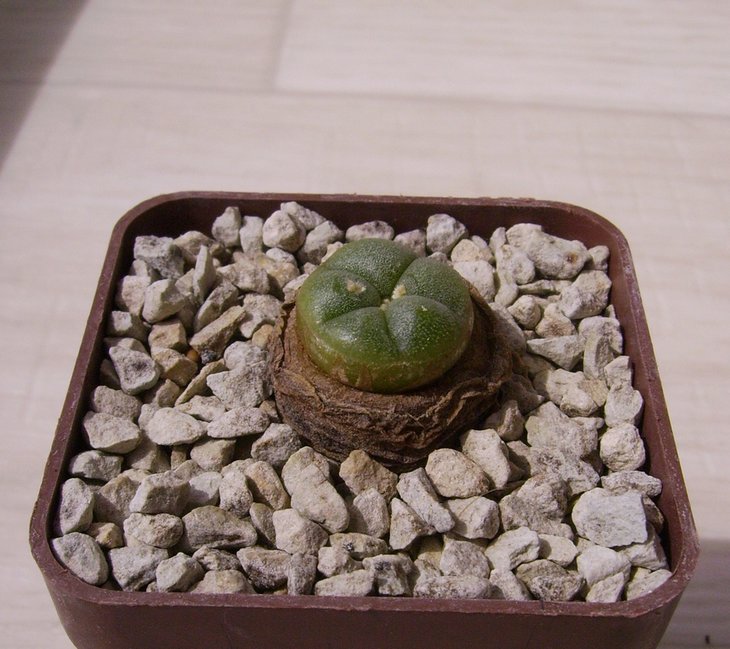 Lophophora diffusa