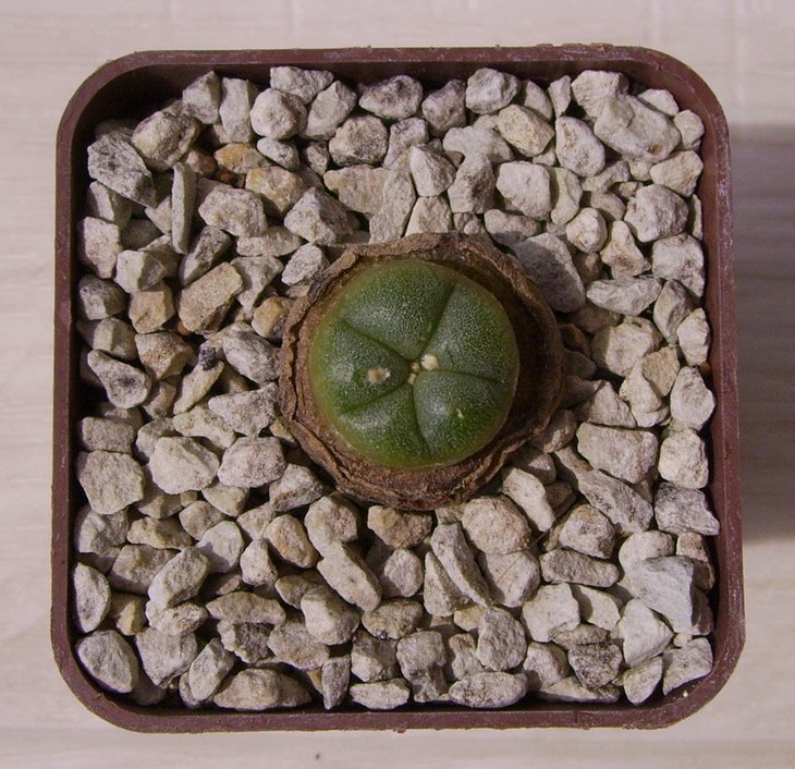 Lophophora diffusa