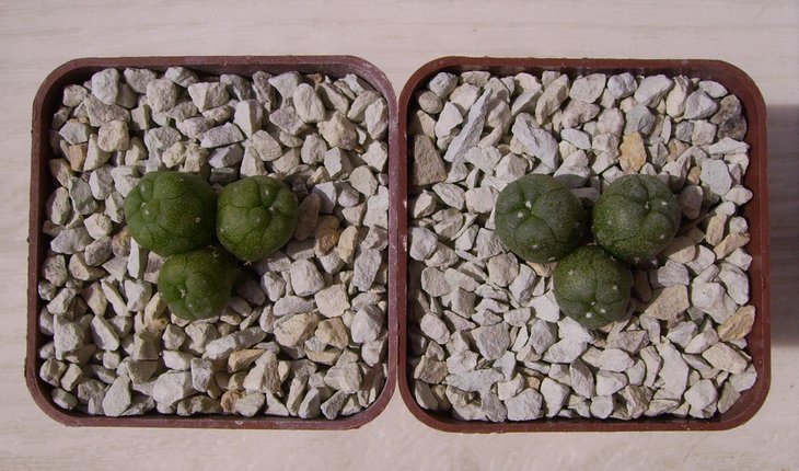 Lophophora diffusa, RS507, Km 89, road Nr. 120, QRO.