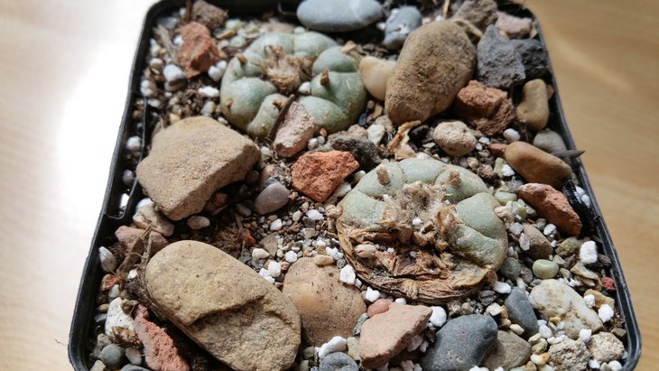 Lophophora wil..jpg