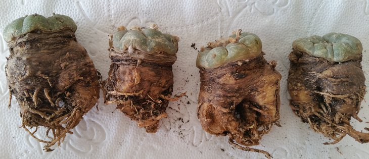 Lophophora wil.3.jpg