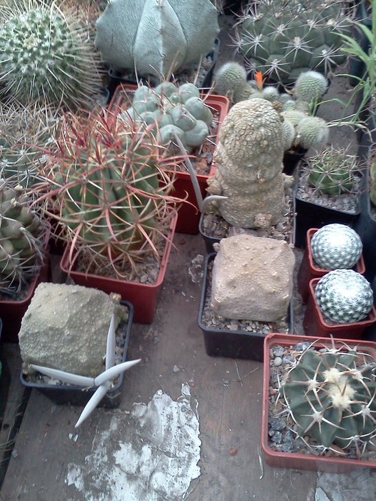 IMG038.JPG