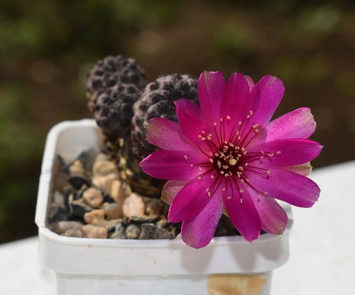DSC_0059.JPG