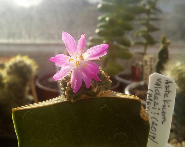 Aztekium valdezii