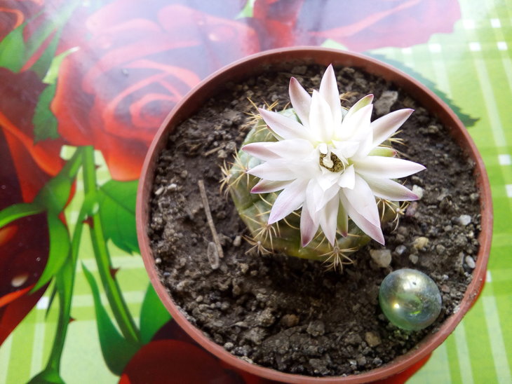 Gymnocalycium damsii