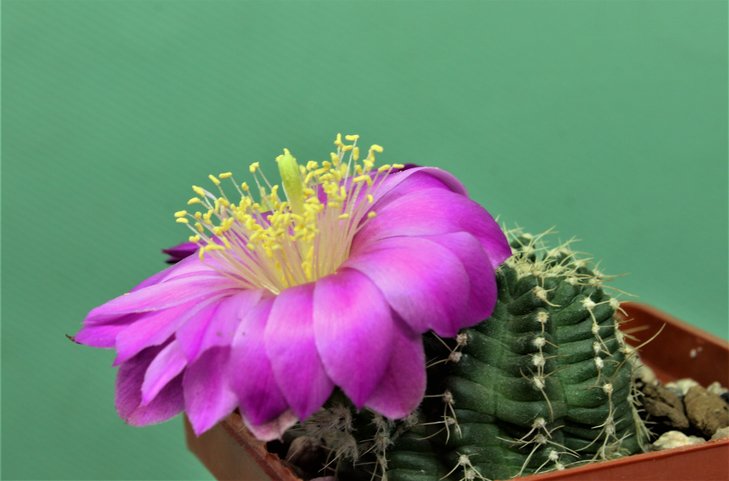 Echinocereus amoenus v.pulchellus