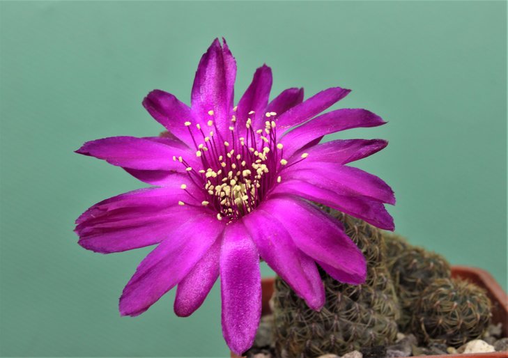 Sulcorebutia rauchii WR239-31