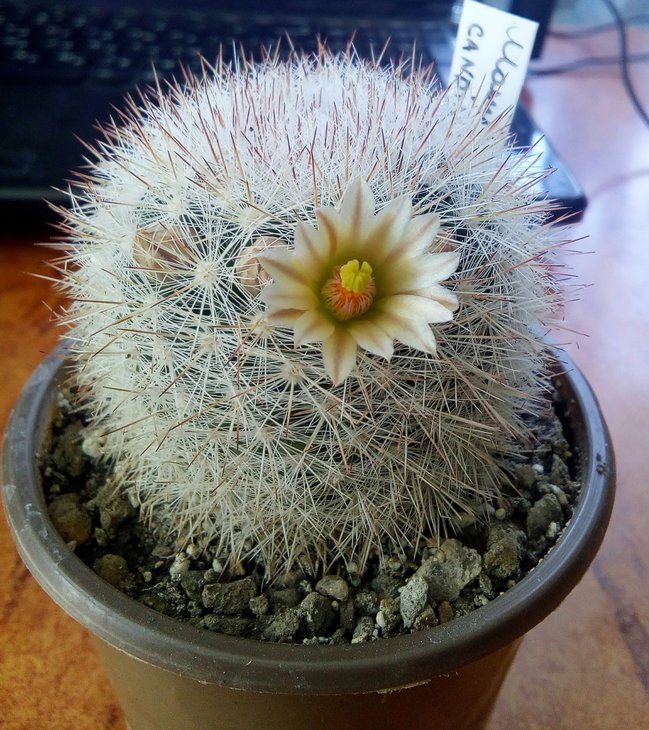 Mammilaria candida