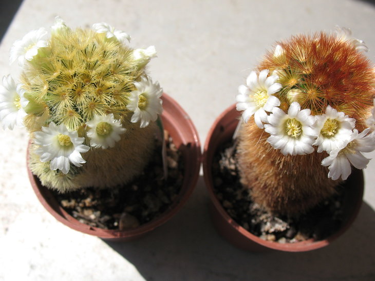 Mammillaria carmenae