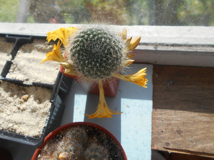 Rebutia marsoneri
