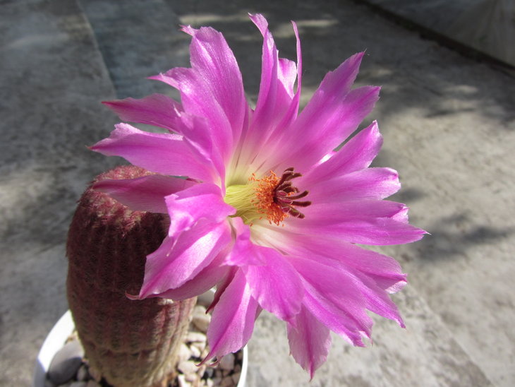 Echinocereus Rigidissimus