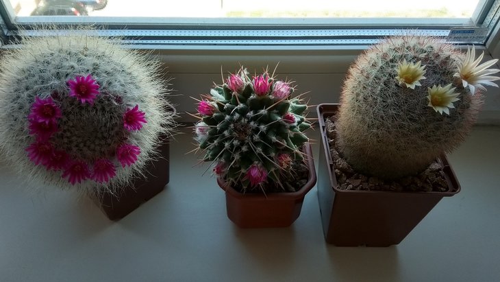 M. hahniana, M. tolimensis v. longispina, M. candida