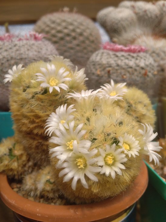 Mammilaria carmenae