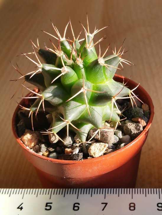 Mam.17 polythele var.hildangensis?