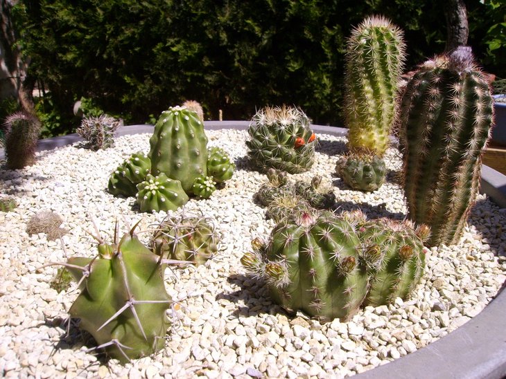 PICT0061.JPG