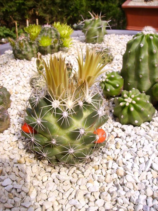 Escobaria missouriensis