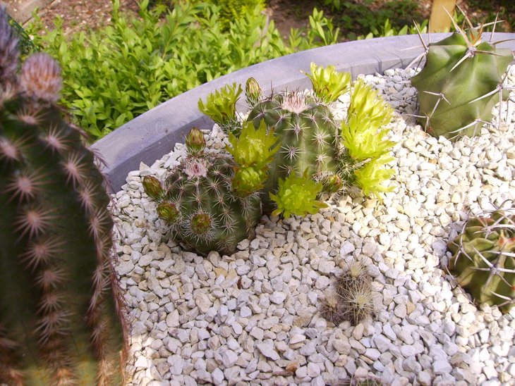 Echinocereus viridiflorus spinosior