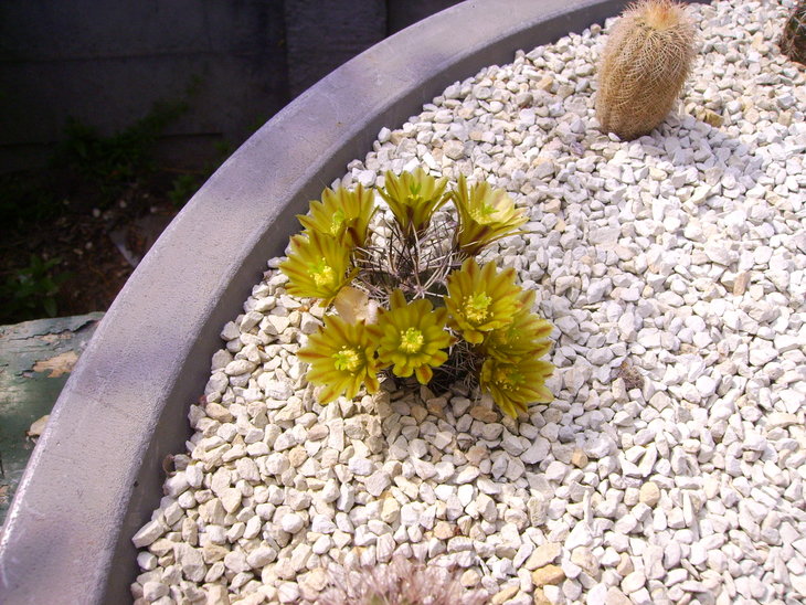 Echinocereus viridiflorus davisii