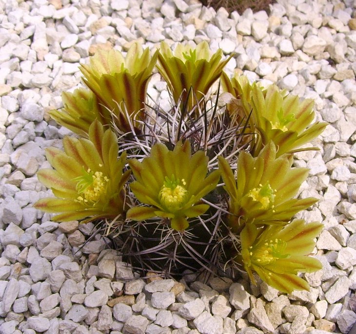 Echinocereus viridiflorus davisii