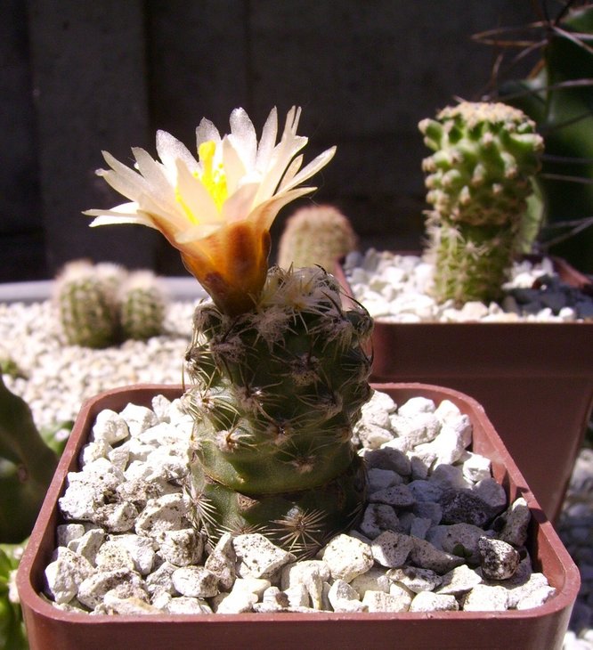 Pediocactus winkleri SB737, graft. Echinocereus viridiflorus robustior HK1007