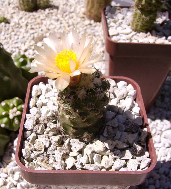 Pediocactus winkleri SB737, graft. Echinocereus viridiflorus robustior HK1007
