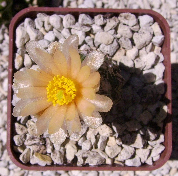 Pediocactus winkleri SB737, graft. Echinocereus viridiflorus robustior HK1007