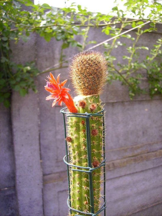 Aylostera fulviseta, graft. Bolivicereus samaipatanus