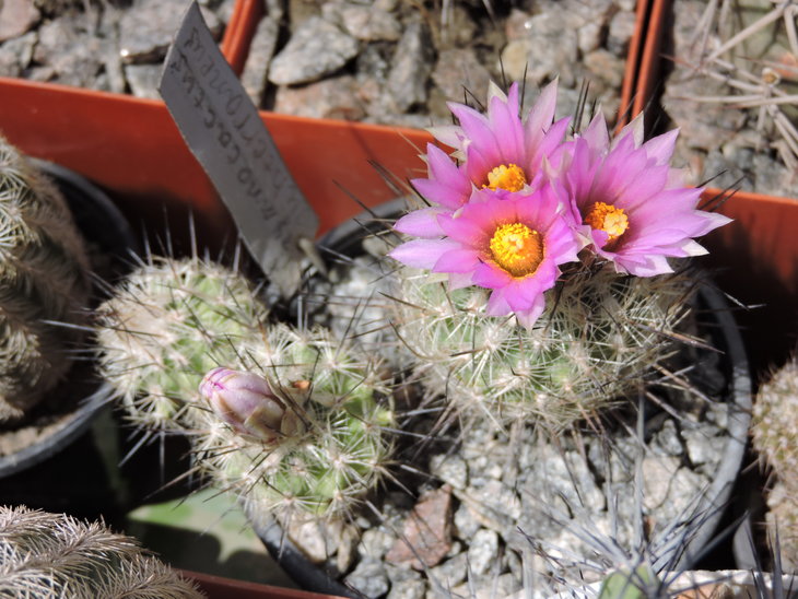 Gymnocactus subterraneus.JPG