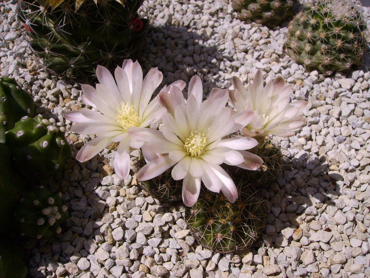 Gymnocalycium bruchii GN232-718