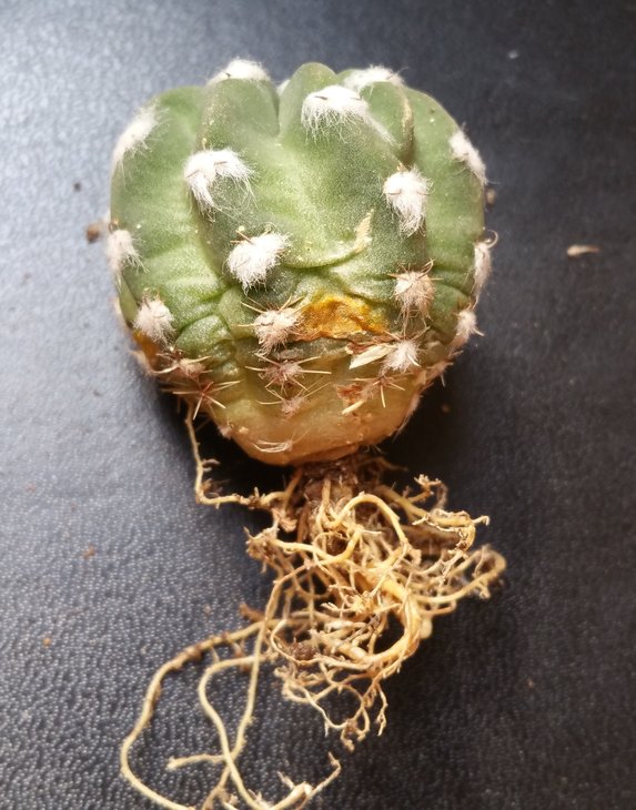 Echinopsis subdenudata.jpg