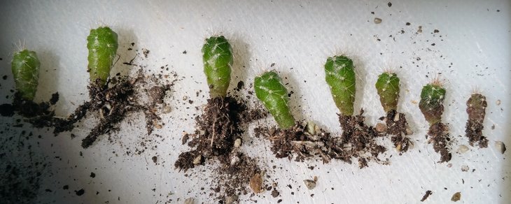 seeds2Noto