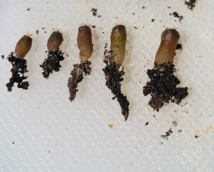 seeds1Loph.williamsii