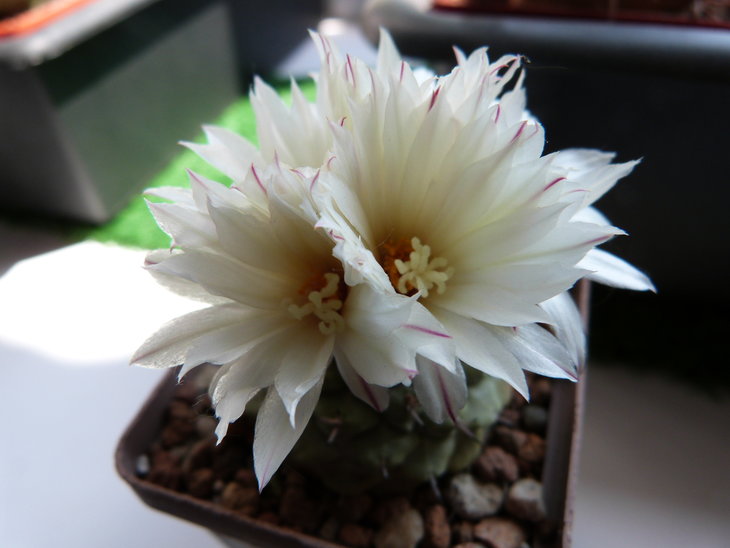 Strombocactus disciformis