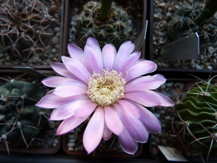 Gymnocalycium neuhuberi
