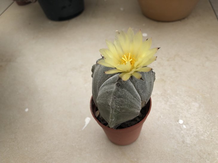 Astrophytum myriostigma, трёхрёберный