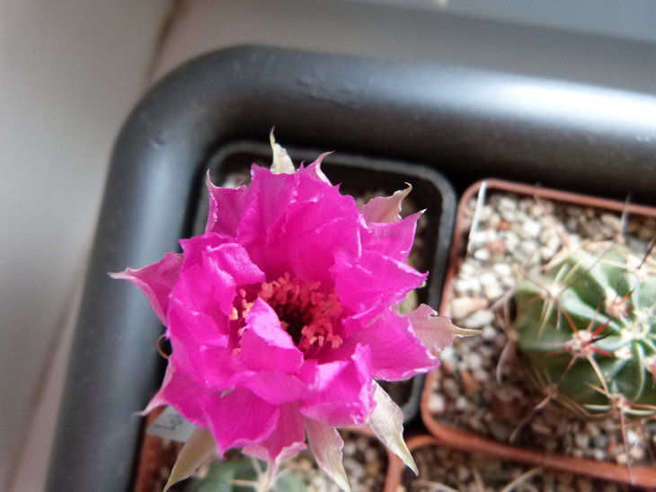 Lobivia tiegeliana var. pusilla