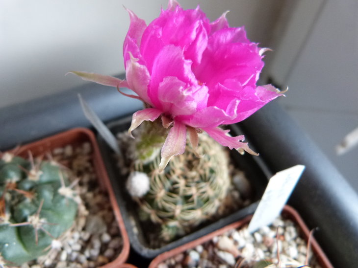 Lobivia tiegeliana var. pusilla