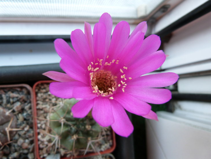 Lobivia cardenasiana