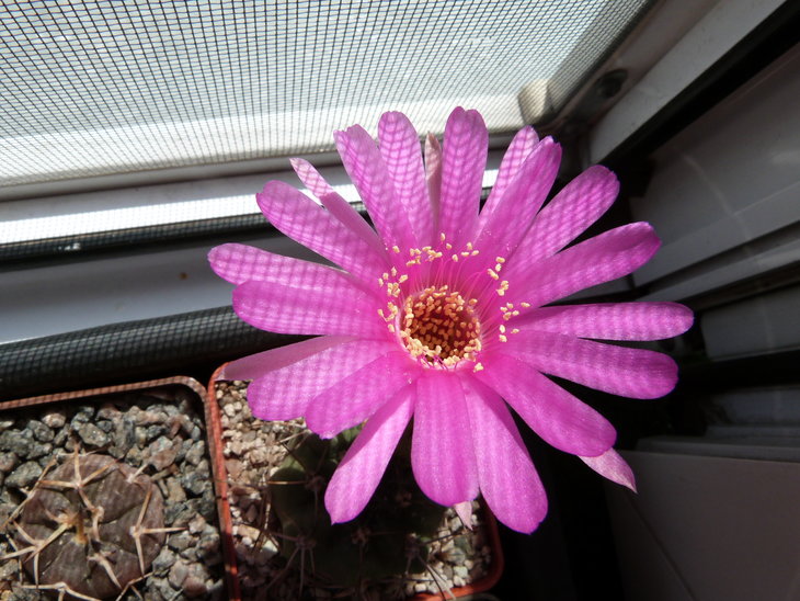 Lobivia cardenasiana